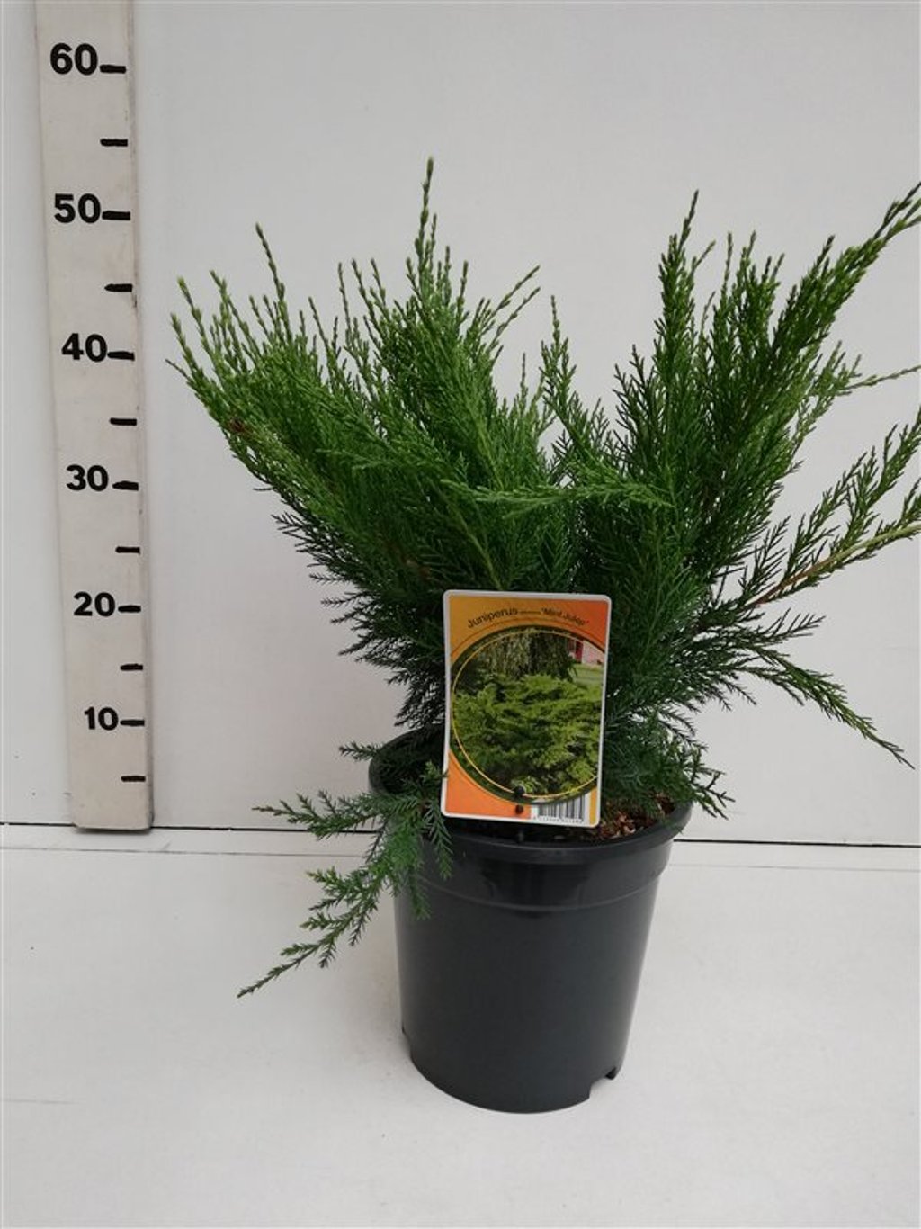 Juniperus pf. 'Mint Julep' - C3 30-40 CM